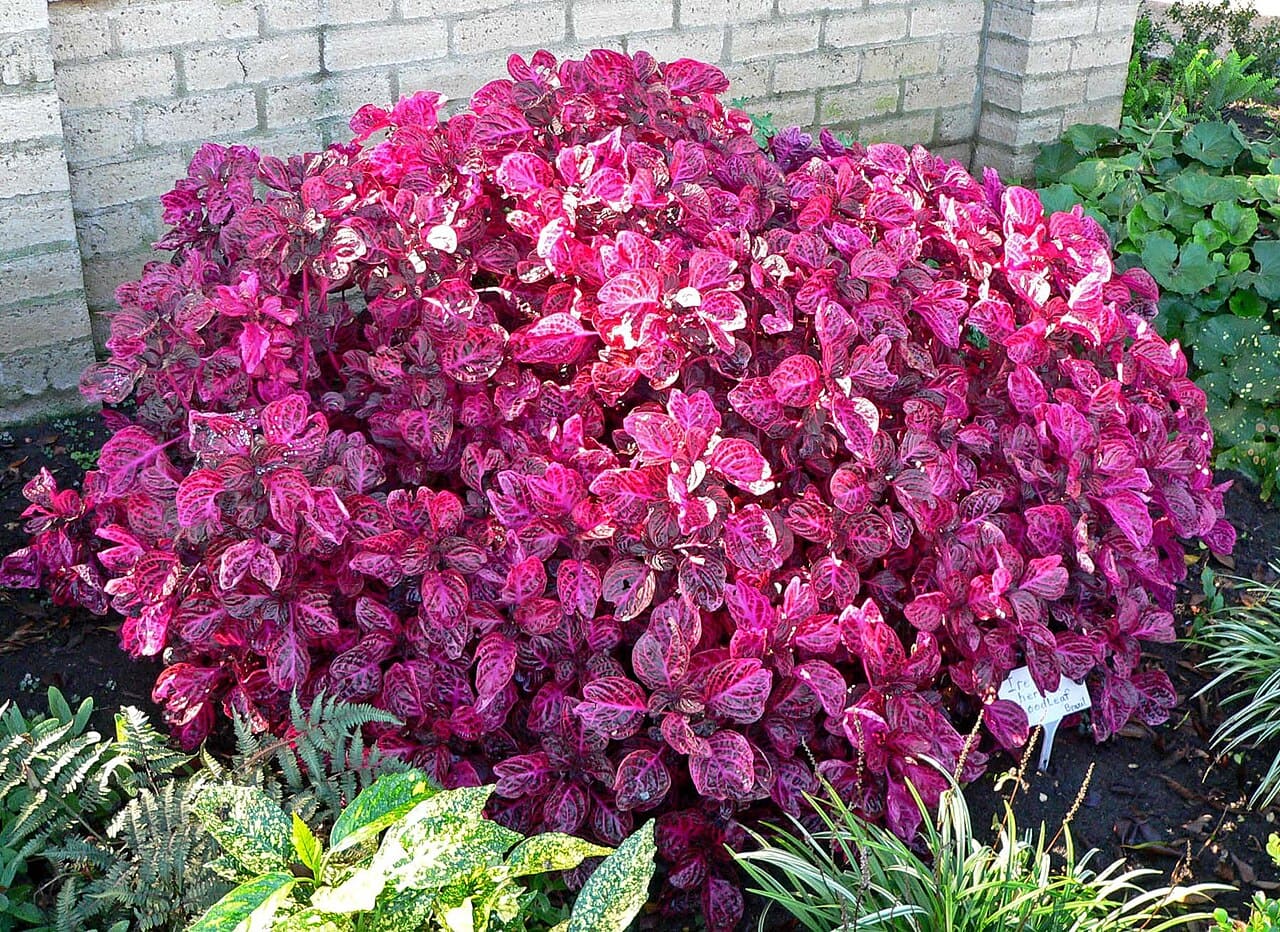 Iresine (Iresine herbstii)
Também chamada de folha-sangue, apresenta tons que variam entre o vermelho e o roxo intenso. Cresce rapidamente e cria pontos de destaque em canteiros coloridos.