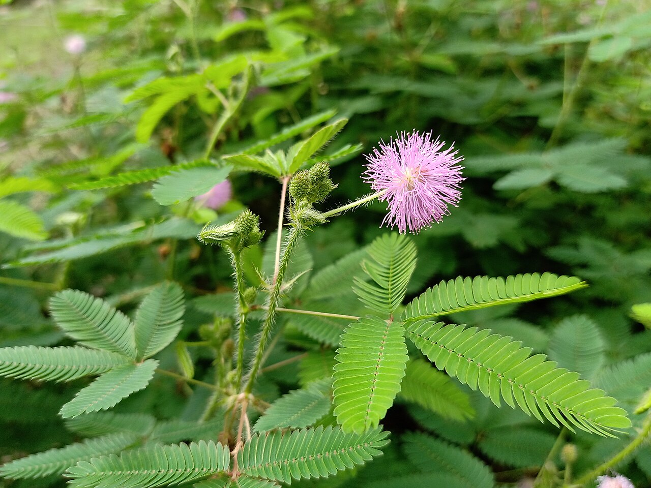 A dormideira é a espécie mais popular entre as plantas que se fecham ao toque, encontrada em várias regiões tropicais e subtropicais. Suas folhas compostas se retraem rapidamente quando estimuladas, como forma de defesa contra herbívoros e condições adversas. Estudos apontam que a dormideira pode servir como modelo para pesquisas em neurobiologia vegetal e em sistemas de resposta rápida. Além disso, há registros históricos de que essas plantas eram usadas em rituais e práticas culturais em difer