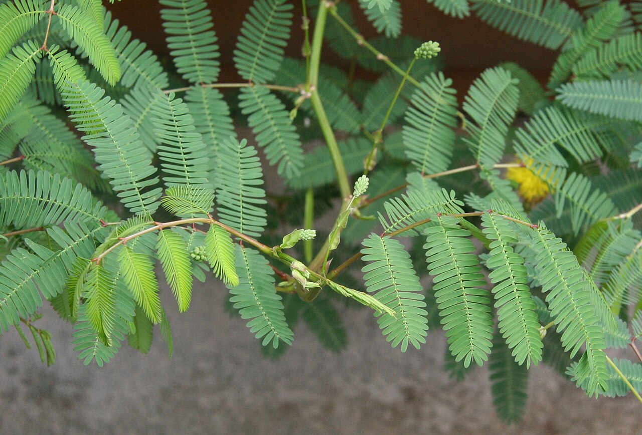 A Neptunia plena é uma planta aquática que reage ao toque com retração foliar. Encontrada em ambientes úmidos, chama atenção pela delicadeza de suas folhas e pela velocidade da resposta. Também é estudada por sua capacidade de adaptação em ambientes de baixa oxigenação e por contribuir na filtragem natural da água.
