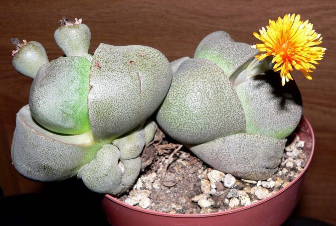 Plantas curiosas que parecem pedras à primeira vista