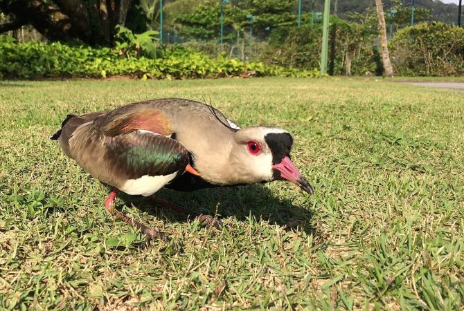 Quero-quero: a ave vigilante que se tornou símbolo do Rio Grande do Sul