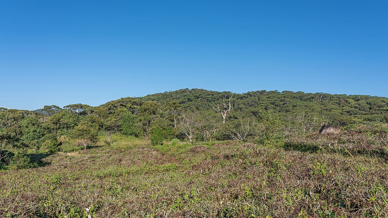 10ª - Reserva Florestal Sinharaja – Sri Lanka  - Designada Reserva da Biosfera Mundial em 1978 e Patrimônio Mundial em 1988. 
Com mais de 88 mil m², Sinharaja tem espécies endêmicas, ou seja, que só existem na região, incluindo especialmente anfíbios, borboletas, pássaros, cobras e peixes.