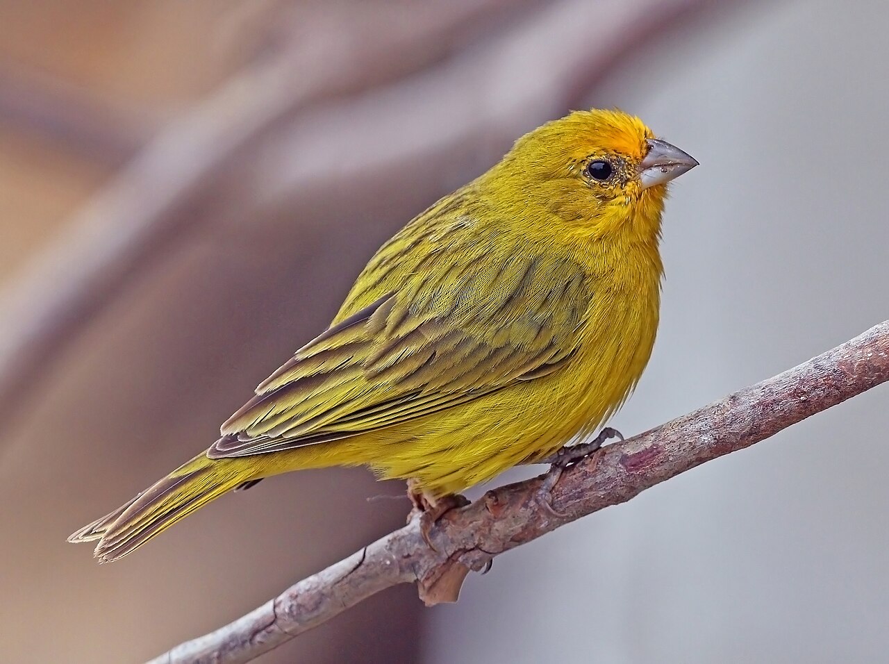 O tráfico de canários-da-terra é impulsionado por seu valor em rinhas e pelo apreço popular por seu canto, tornando-os alvo fácil de captura. Essa prática ilegal causa sofrimento aos animais e ameaça o equilíbrio ecológico, já que populações naturais são reduzidas drasticamente. As operações de fiscalização revelam a escala do problema, com centenas de aves apreendidas em diferentes regiões do Brasil todos os anos, evidenciando a persistência da atividade criminosa, que envolve redes organizadas