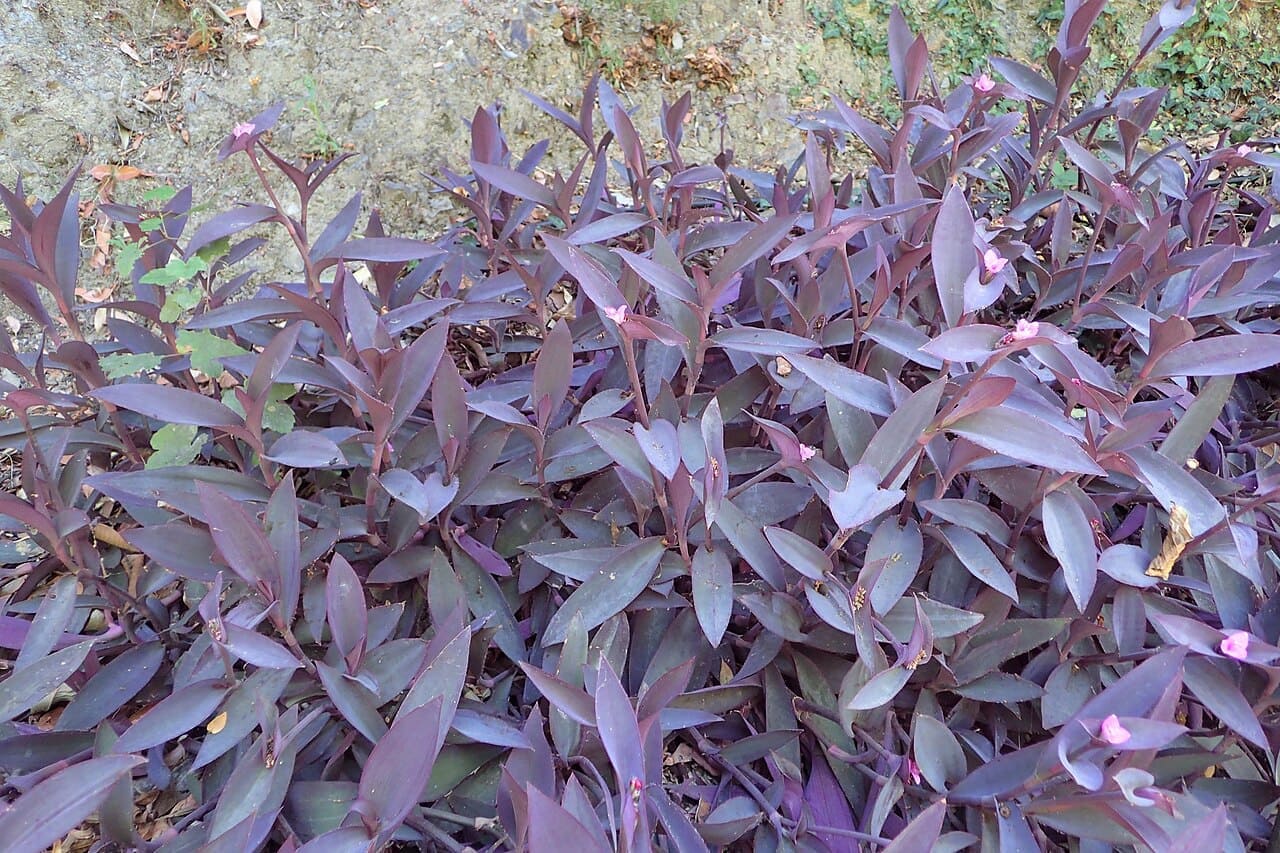 Trapoeraba-roxa (Tradescantia pallida)
Uma das mais populares, possui folhas alongadas em tom púrpura intenso e crescimento rápido. É muito utilizada como forração, em vasos suspensos e para preencher canteiros com pouca manutenção.