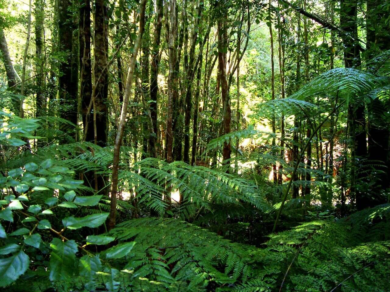 9ª - Floresta Temperada Valdivian – América do Sul - Se estende por partes do Chile e da Argentina. Com 248 mil m², Valdivian abriga rica diversidade de flora e fauna. Dentre os animais, estão o puma, o pudu, o cisne de pescoço negro e o macaco de montanha.