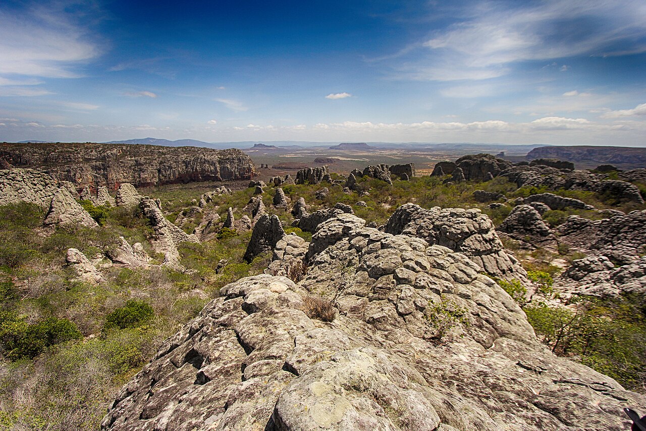 O Dia Nacional da Caatinga, celebrado em 28 de abril, destaca a importância do único bioma exclusivamente brasileiro, que ocupa 11% do território nacional. Localizado principalmente no Nordeste e no norte de Minas Gerais, o bioma é marcado por clima semiárido, vegetação adaptada à seca e biodiversidade surpreendente. A data também homenageia João Vasconcelos Sobrinho, pioneiro dos estudos ambientais no Brasil. Apesar da aparência árida, a Caatinga abriga centenas de espécies endêmicas de plantas -  (crédito: Paulo ferrari lucas alves  wikimedia commons)