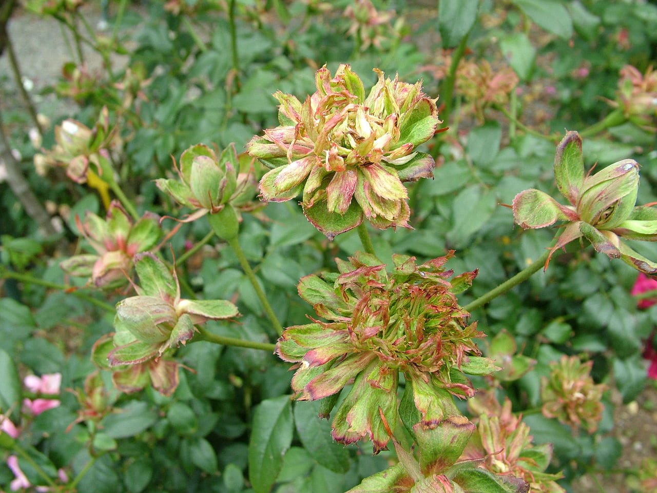 Para se desenvolver bem, a rosa-verde aprecia ambientes com boa luminosidade e circulação de ar. A exposição adequada à luz contribui para que os ramos cresçam de forma equilibrada e para que as rosetas mantenham aspecto mais compacto e ornamental.