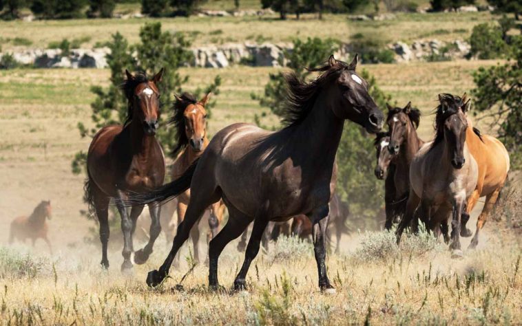 incríveis raças de cavalo 