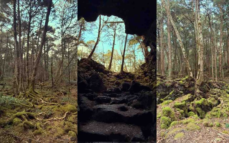 Entre raízes retorcidas, túneis de lava e árvores centenárias, Aokigahara - Floresta Aokigahara, situada na base noroeste do monte Fuji, no Japão - Reprodução do instagram @camillelphillips