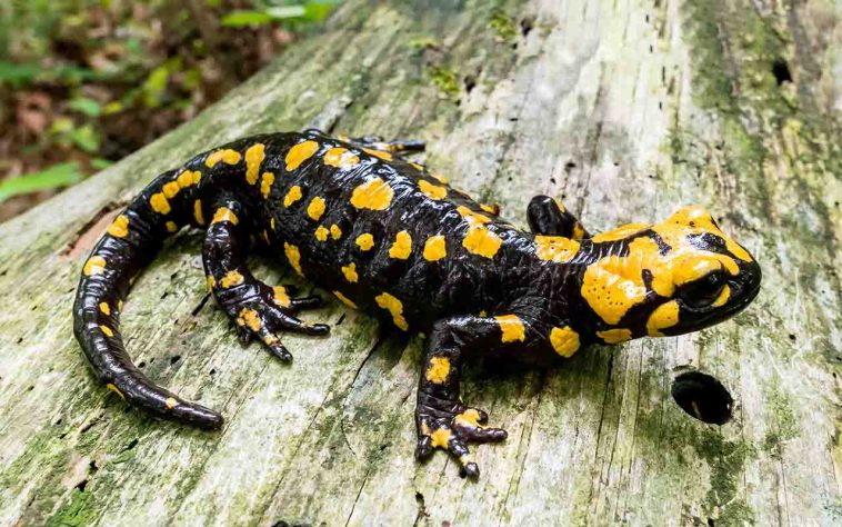 Salamandra-de-fogo