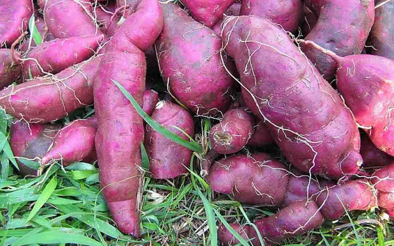 Rica em vitamina C, a batata-doce é fonte de carboidratos complexos que fornece energia de forma gradual e ajuda no ganho de massa muscular. Tem propriedades que melhoram a integridade intestinal, aumentam a resistência do corpo contra infecções e regulam a síntese proteica.
