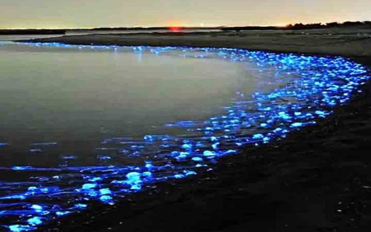 Mar Iluminado - bioluminescência