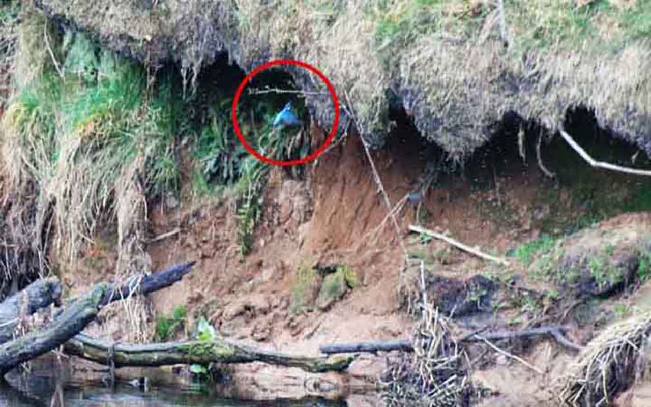 Guarda-rios-europeu (Alcedo atthis): Esse pássaro escava buracos em barrancos à beira de rios, criando túneis profundos onde põe seus ovos. Os túneis protegem os filhotes e são difíceis de acessar por predadores.