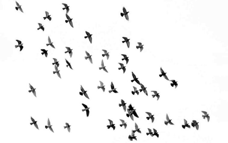 Aves voando