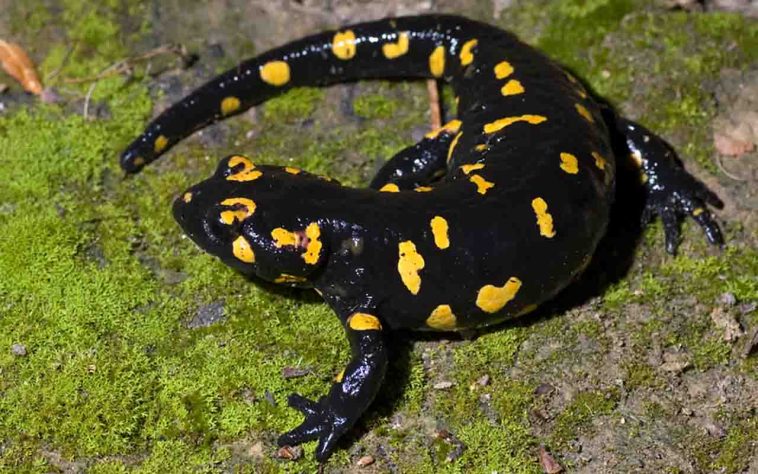 Salamandra-de-fogo