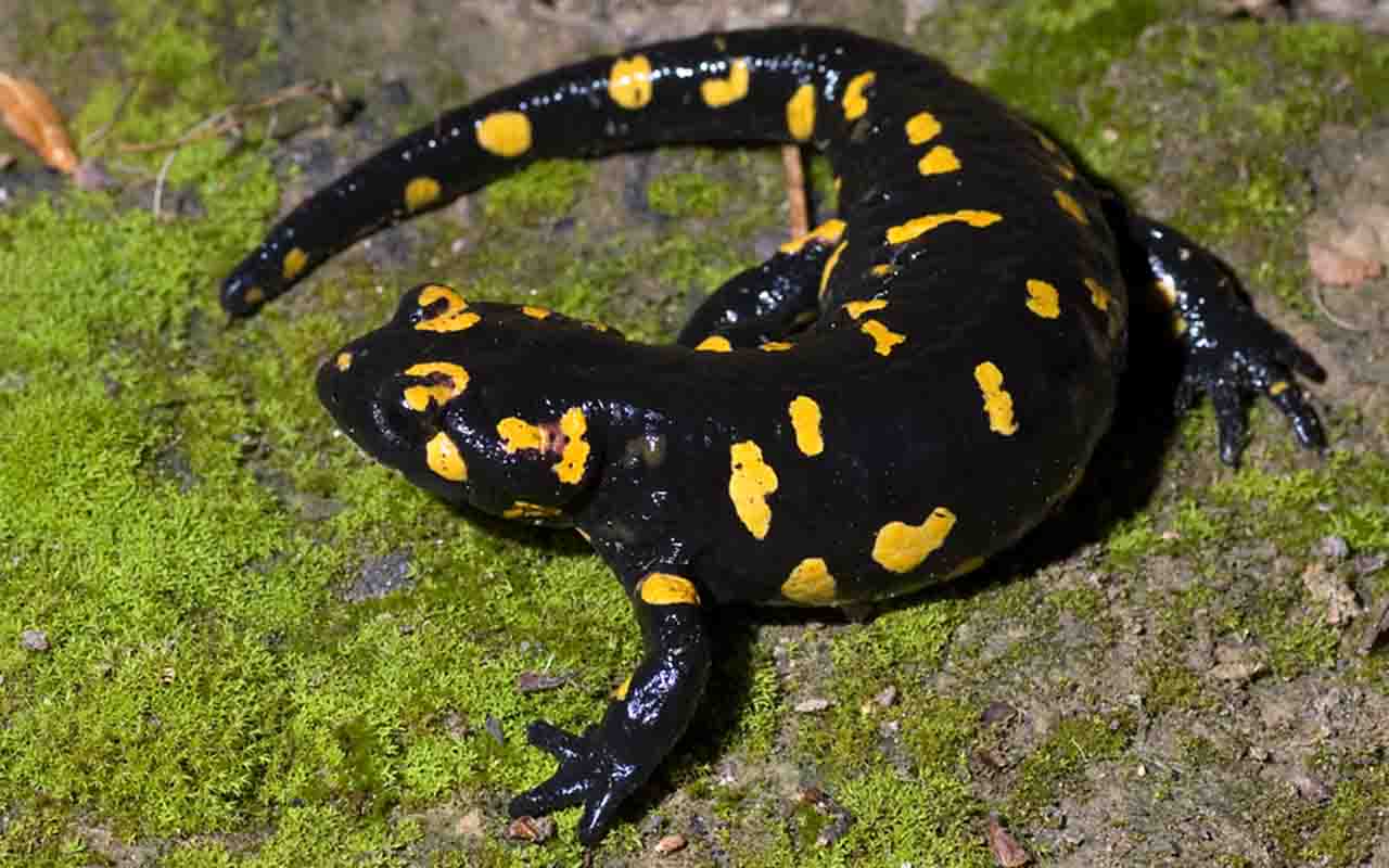 As toxinas produzidas pela espécie constituem um importante mecanismo de defesa. As glândulas presentes na pele secretam compostos alcaloides que podem provocar irritação nas mucosas de predadores e desencorajar ataques. Apesar disso, a salamandra-de-fogo não representa perigo significativo para os seres humanos, desde que não seja manipulada de forma inadequada. Como ocorre com diversos anfíbios, recomenda-se evitar o contato direto e sempre lavar as mãos após qualquer manuseio autorizado para 