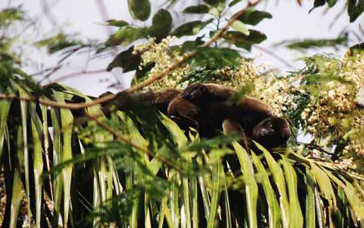 Macaco-barrigudo (Lagothrix lagotricha): Embora muitos macacos não construam ninhos, o macaco-barrigudo, comum na Amazônia, faz plataformas de folhas nas árvores para descansar e dormir, especialmente quando se sentem ameaçados ou querem manter seus filhotes seguros.