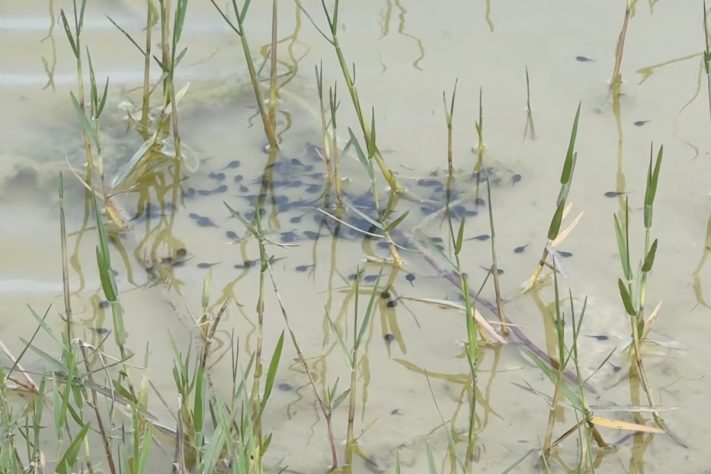 Crimson Oak Pond, Ilhas flutuantes artificiais e milhares de peixes-isca estão revitalizando um lago de 20 mil m² nos Estados Unidos – Reprodução/YouTube BamaBass