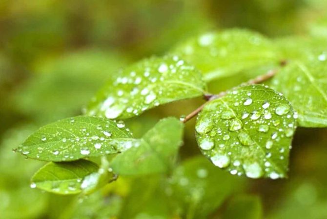 Como surgem as gotas de orvalho nas plantas