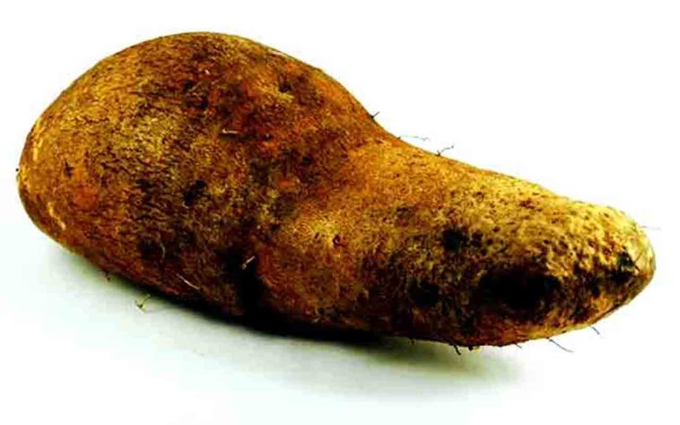 Tubérculos