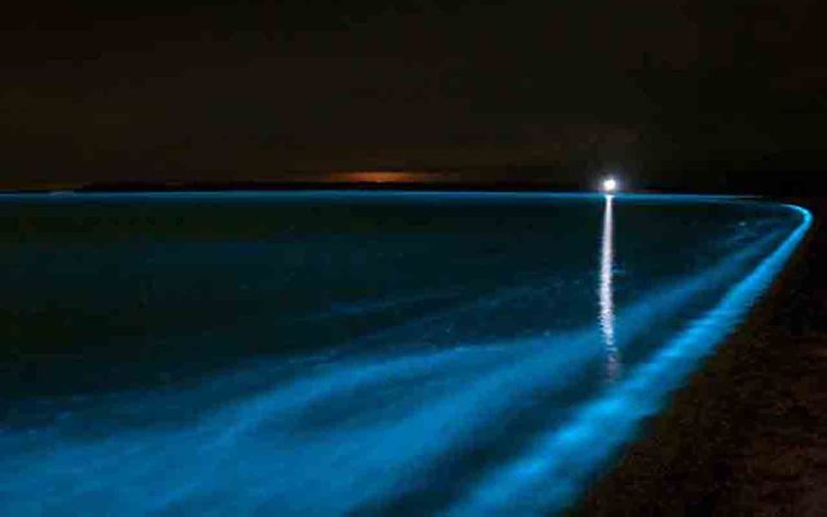 Mar Iluminado - bioluminescência