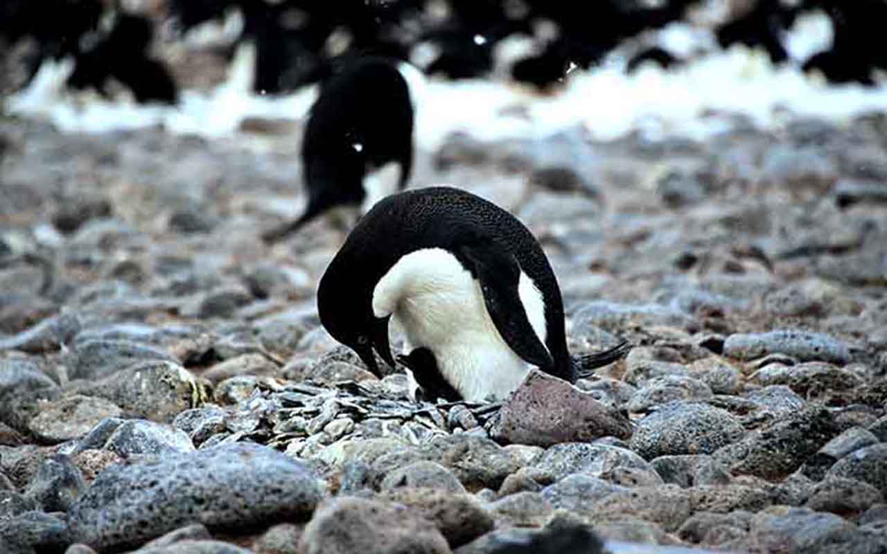 Pinguim-de-adélia (Pygoscelis adeliae): Constrói ninhos de pedras que coleta com grande cuidado. Esses ninhos protegem os ovos do contato direto com o gelo e ajudam na drenagem, mantendo os filhotes secos e aquecidos.