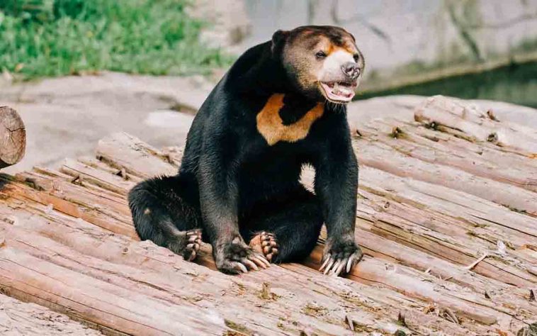 FOTO: Divulgação - Zoológico de Zangzhou