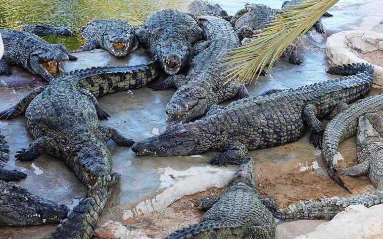 Crocodilo-do-Nilo