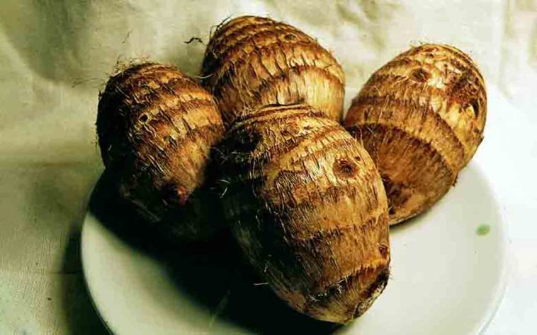 Tubérculos