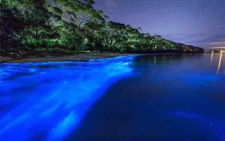 Mar Iluminado - bioluminescência