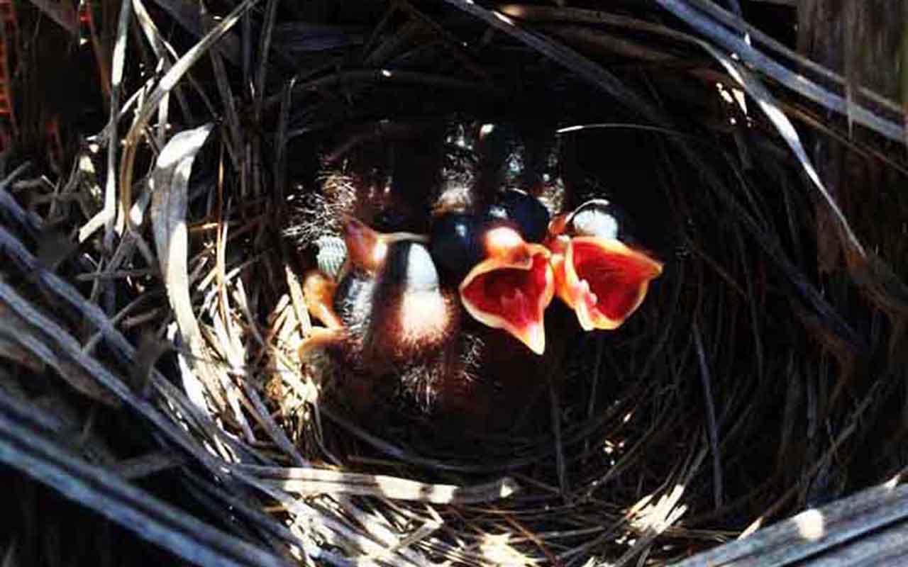 Pardal-do-mar-vermelho (Passeridae, famÃ­lia): ConstrÃ³i grandes estruturas de ninho no chÃ£o, mas o interessante Ã© que esses ninhos geralmente sÃ£o comunais. As fÃªmeas constroem cÃ¢maras individuais, mas o ninho compartilha uma base gigante e ramificada.