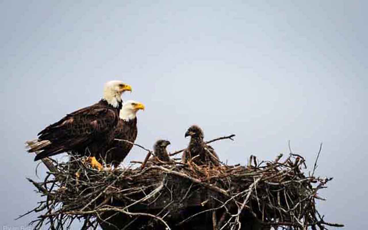 Águia-careca (Haliaeetus leucocephalus): Essa águia americana constrói alguns dos maiores ninhos de aves do mundo. Com galhos e gravetos, os casais constroem seus ninhos nas árvores, e eles podem chegar a mais de 3 metros de profundidade e pesar cerca de uma tonelada.