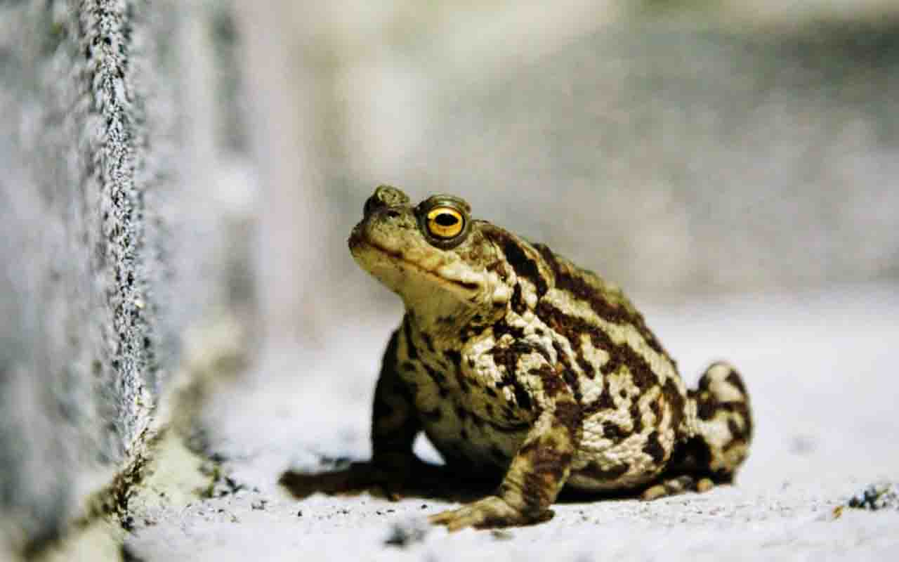 Alguns cientistas também já relataram várias espécies de sapos que emitem uma vocalização distinta, uma espécie de “chamado de chuva”, momentos antes de chegar o tempo chuvoso.

