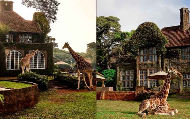 Giraffe Manor, Nairóbi, Quênia - Os 20 hotéis mais surpreendentes do planeta, segundo a Forbes - Reprodução de Instagram @thegiraffemanor
