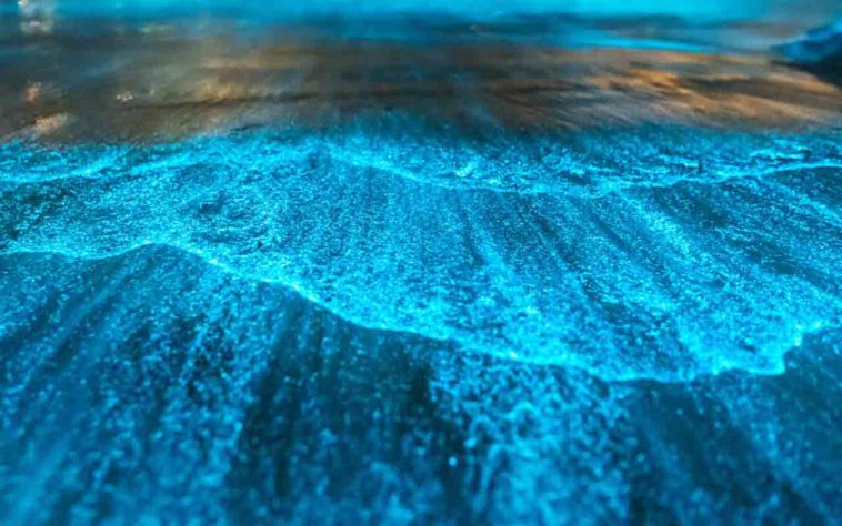 Mar Iluminado - bioluminescência