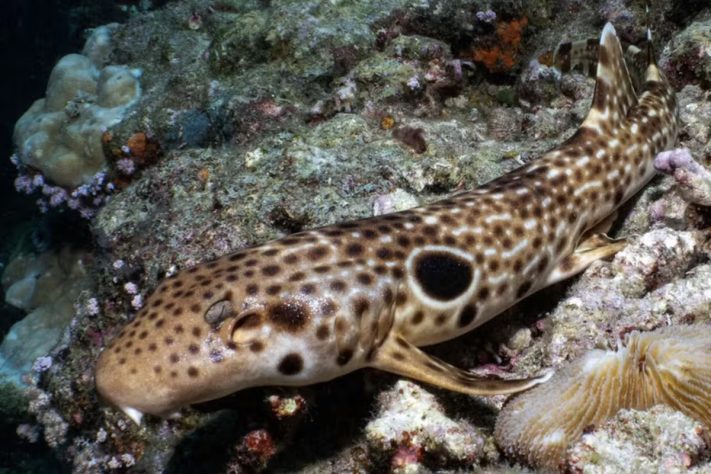Tubarão-andante espécie que anda parcialmente fora d'água é achada na Oceania – Mark Erdmann/Universidade de Sunshine Coast