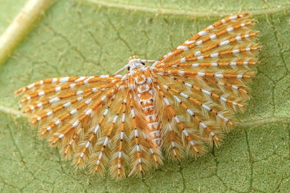 Os cientistas também encontraram uma aranha tecelã capaz de imitar a aparência de joaninhas tóxicas, estratégia que provavelmente serve como proteção contra predadores. A expedição registrou ainda novas espécies de libélulas, gafanhotos, grilos, mariposas, borboletas e uma lagarta de coloração metálica semelhante ao cobre.