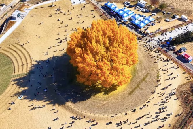Mais bonita do mundo? Árvore de 800 anos transforma vila sul-coreana em atração durante o outono
