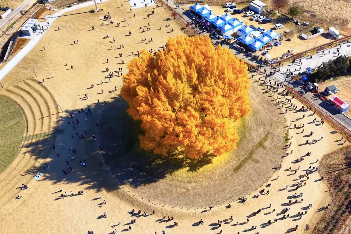 Considerada por muitos como a mais bonita do mundo, a árvore ginkgo, da vila de Bangye-ri, na Coreia do Sul, atrai visitantes de todo o planeta – Reprodução/YouTube