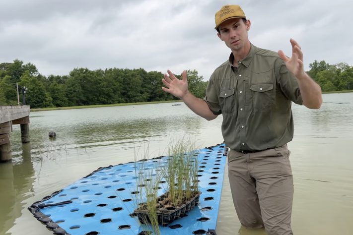 Crimson Oak Pond, Ilhas flutuantes artificiais e milhares de peixes-isca estão revitalizando um lago de 20 mil m² nos Estados Unidos – Reprodução/YouTube BamaBass