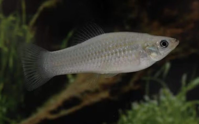 Espécie de peixe conhecida por se reproduzir apenas por fêmeas, molinésia-amazona – Reprodução
