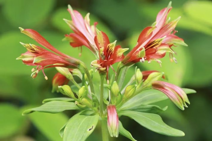 Fotografia feita em trilha leva à descoberta de nova espécie de flor em Santa Catarina, Alstroemeria cunha – Divulgação/João Paulo Durante