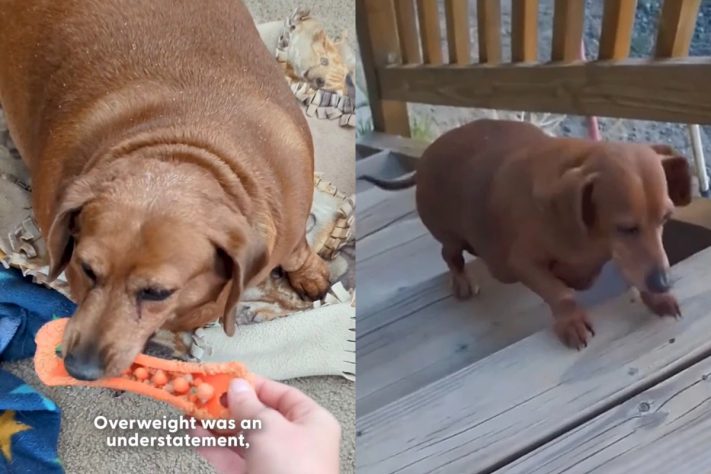 História de cadela Daisy que venceu a obesidade extrema comove a internet – Montagem/Reprodução @thedodo