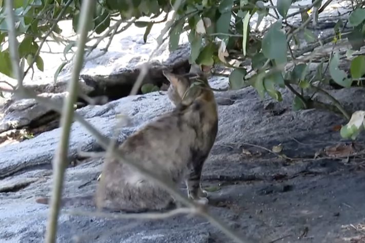 Ilha com mais de 700 gatos abandonados desafia autoridades de Mangaratiba, no Rio de Janeiro - Reprodução/Record TV