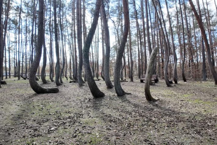 Krzywy Las, 