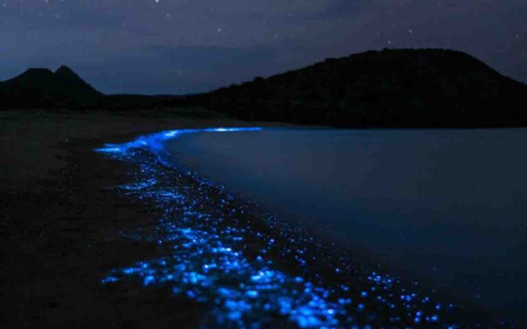Mar Iluminado - bioluminescência