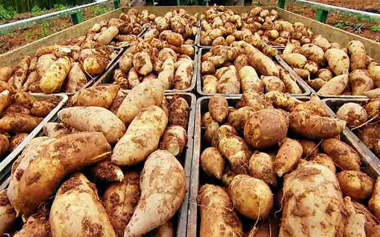 A batata yacon é um tubérculo considerado atualmente como um alimento funcional, por ser rico em fibras solúveis, principalmente inulina e frutooligossacarídeos, que proporcionam um efeito probiótico