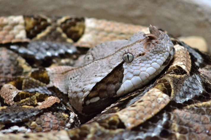Víbora-do-gabão - Flickr - dw_ross