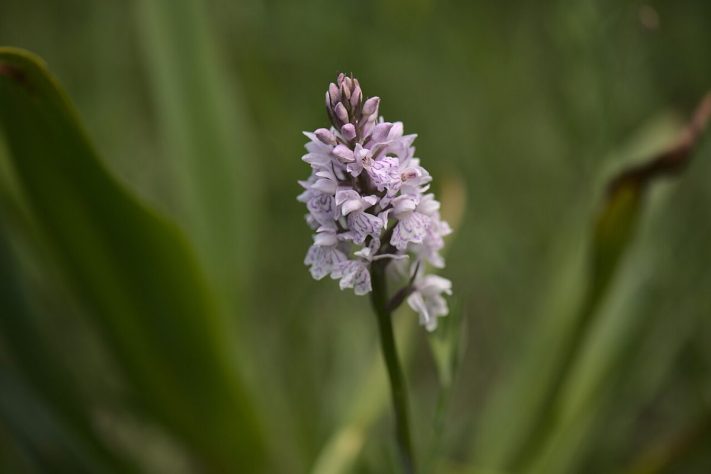Orquídea Dactylorhiza romana – Wikimedia Commons/Flocci Nivis