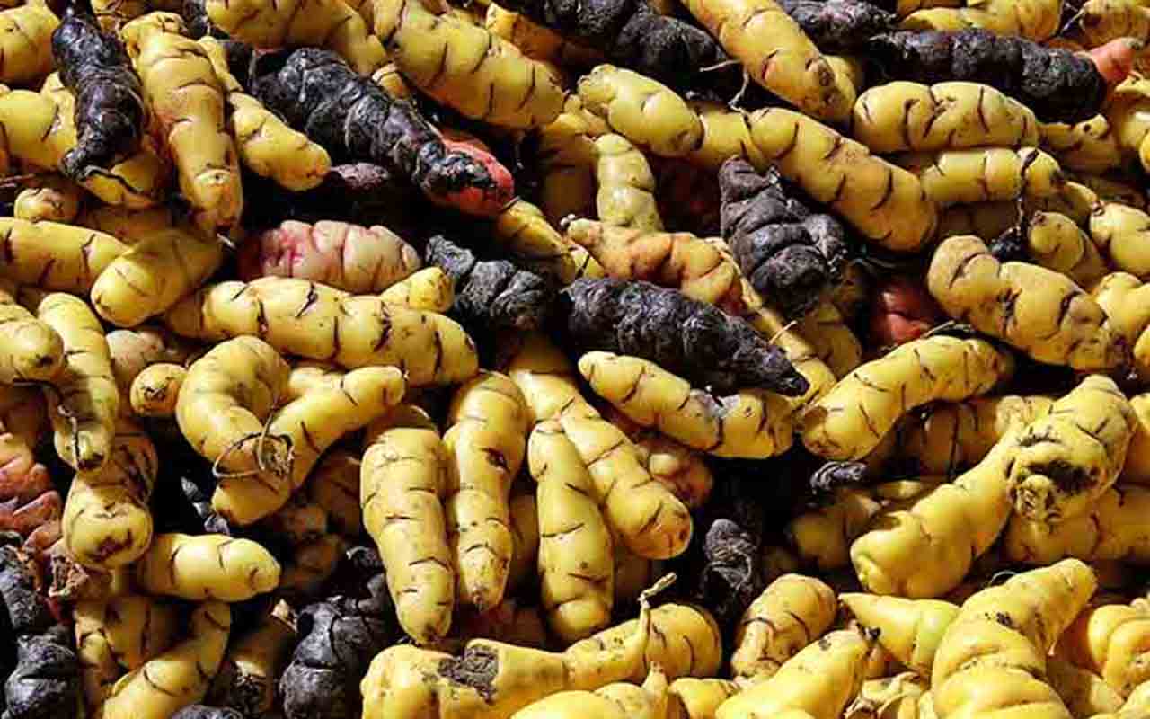 A oca previne úlceras e também melhora a dor causada por elas, caso o estômago já esteja doente. Rica em fibras, potássio e cálcio, ela auxilia na digestão e alivia o incômodo causado pela gastrite.